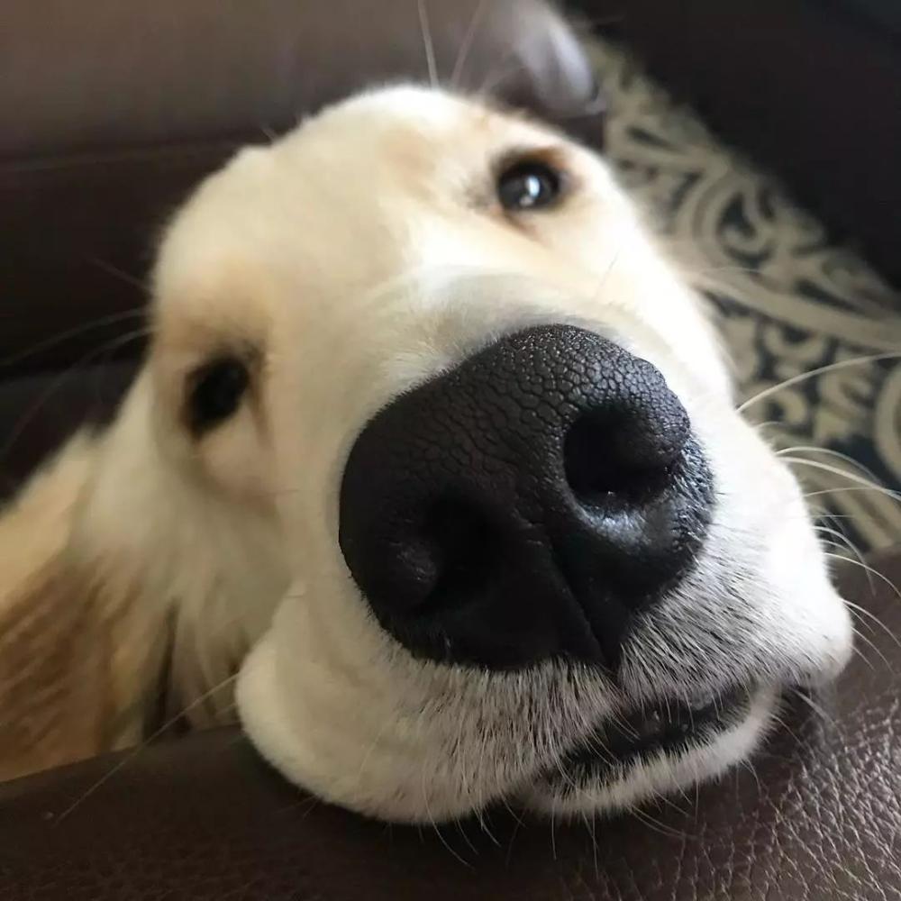 狗子自从不小心打开了前置摄像头, 便一发不可收拾...