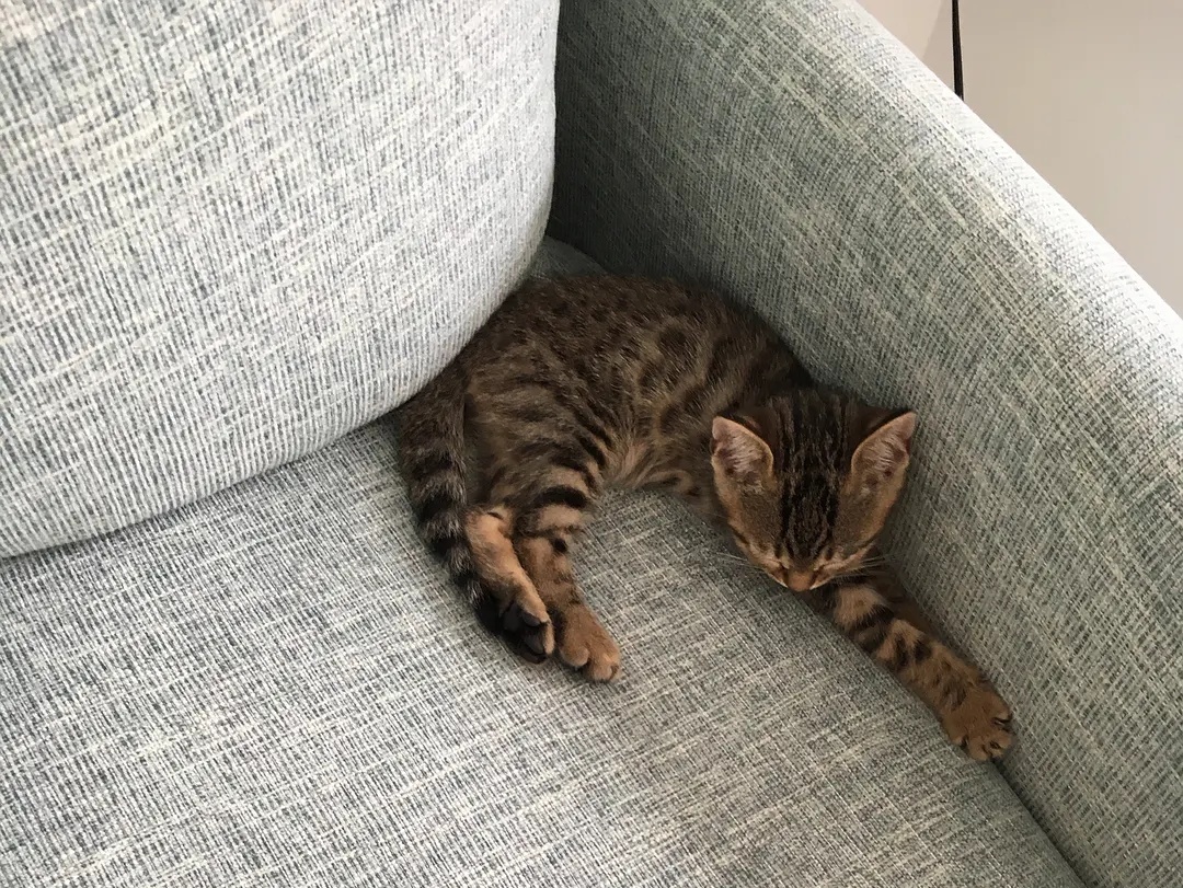 为什么说猫咪挑食，是主人长期宠溺的结果？只因这一原因导致！