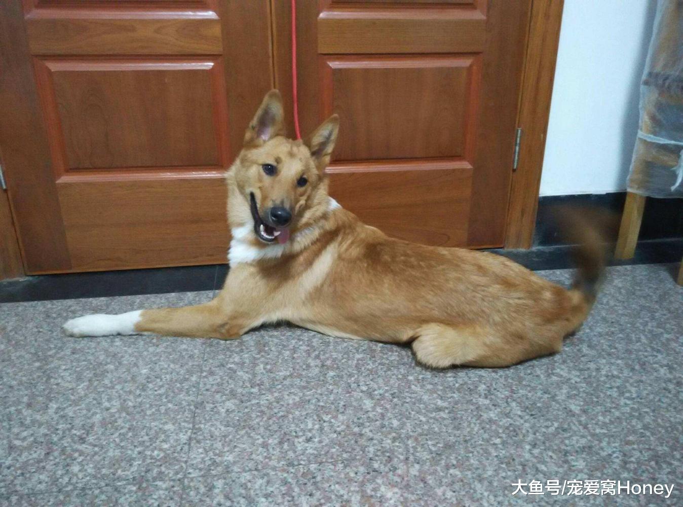 第一次養狗到底養公的還是母的好？建議選擇母狗，理由在這里