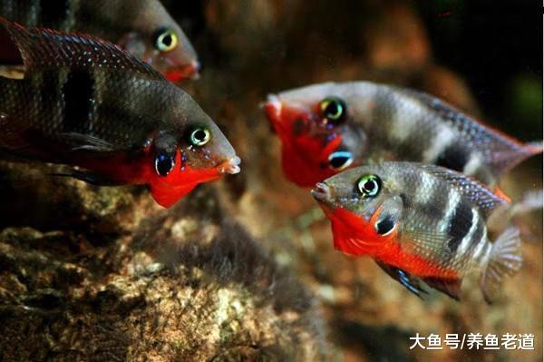 这种慈鲷科观赏鱼，除了性格暴烈以外，也是极易饲养的大型观赏鱼