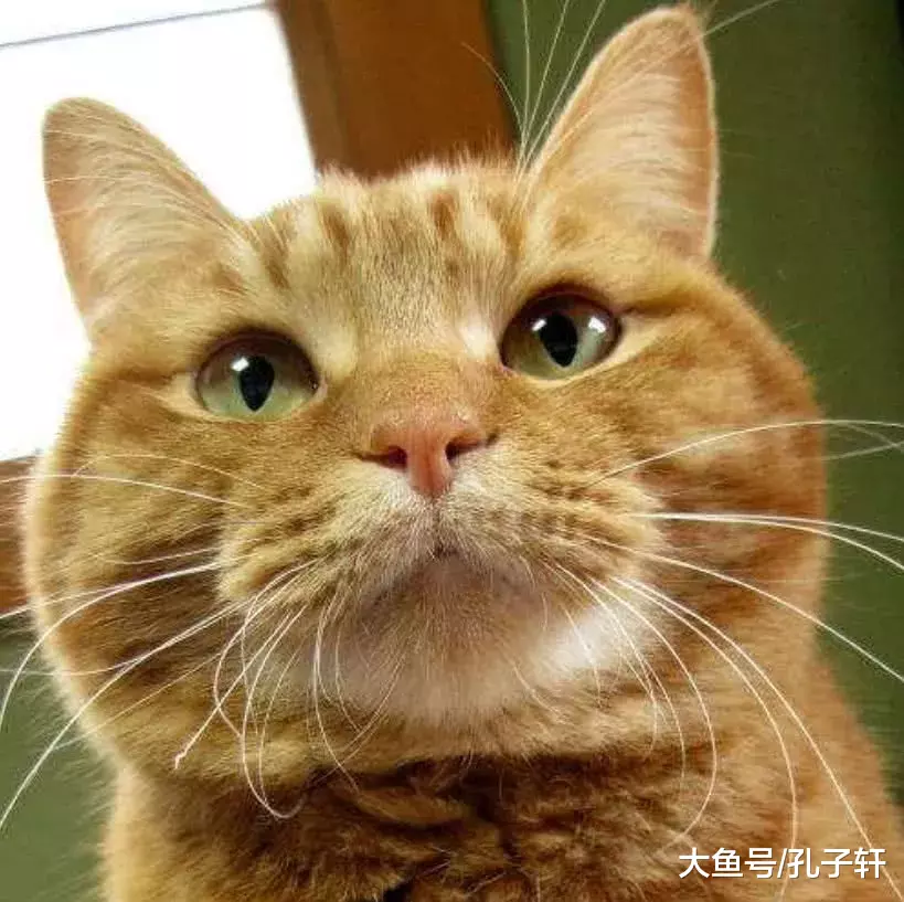 不小心掐掉猫咪的胡子了怎么办？主人：悄悄的塞回去，动作要利索！