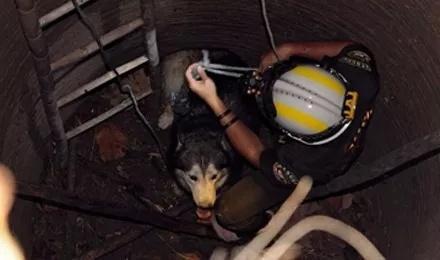 哈士奇无故失联, 谁都没想到在这个地方找到了它, 这狗是真的傻