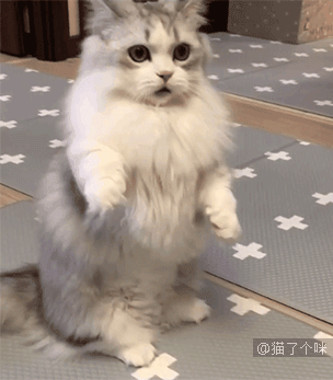 猫咪也有夫妻相吗？