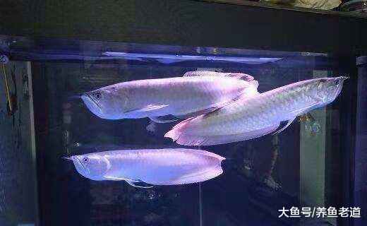 不是說我們整天守在魚缸前就能觀察出魚病的，這里邊有個訣竅！