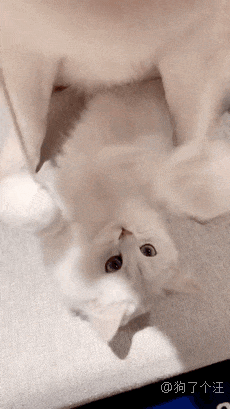 网友带狗狗去公园玩，结果跟别人跑了