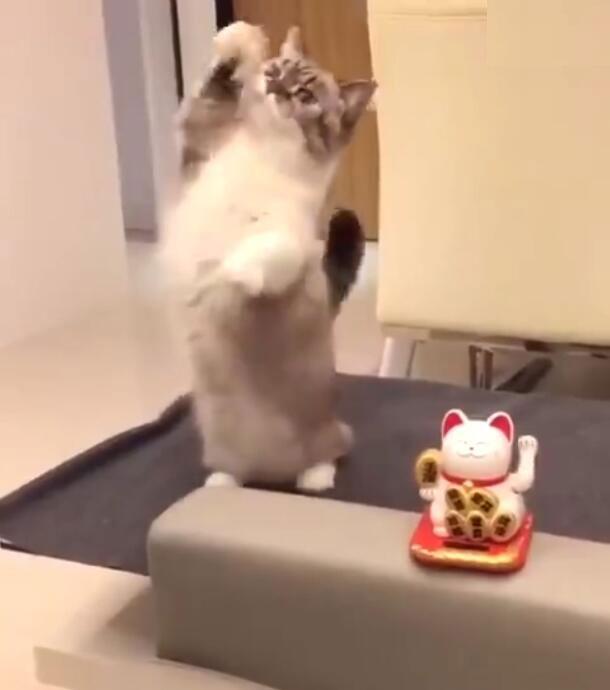 铲屎官痴迷招财猫改运, 训练自家猫咪招财, 小爪子招的超级萌