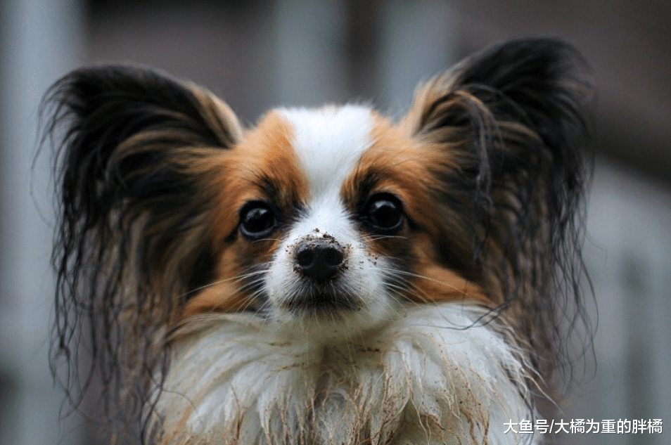 狗狗因早产失去孩子，被救后仍反复寻找，有幸被一窝小狗打开心结