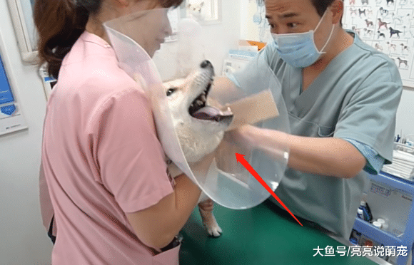 带柴犬去打疫苗，三名医生才能完成，宠主却在一边看着