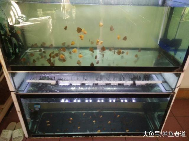饲养七彩鱼苗一个月的经验总结，有坎坷也有惊喜！