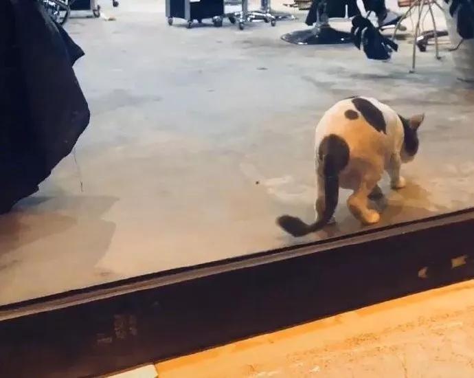 这猫昨晚是不是熬夜了