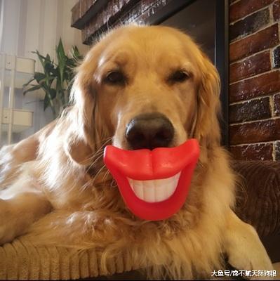 当狗狗老了，做好这几点，可以延长它们的寿命