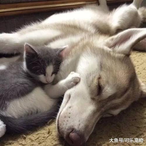 哈士奇经常和猫在一块，猫也会搂着二哈，主人：不准秀恩爱