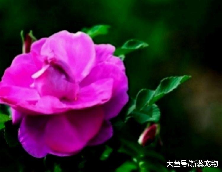 婚姻中间命最苦的三个生肖，婚前幸福婚后不快乐，丈夫还理解不了