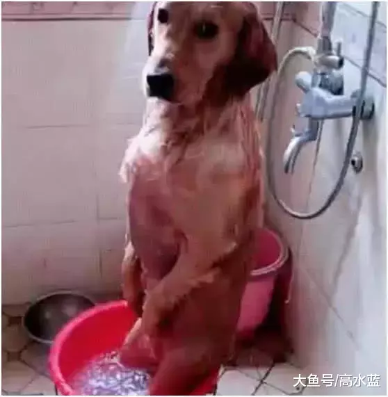 主人接电话忘记正在洗澡的金毛，十分钟后主人进去笑翻：成精了！