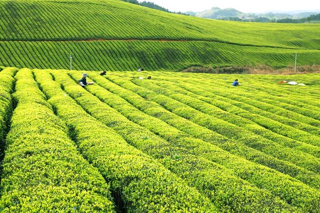 春茶和秋茶有什么区别？经常喝茶快来了解一下