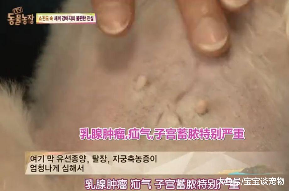 每天不停地被迫交配，注射发情药物，它们的命运何时能改变？