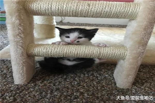 流浪猫妈生了4只宝宝，小奶猫却有“媒婆痣”，宠主也笑翻了