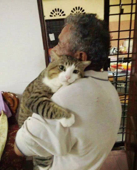 带猫咪看爷爷，不料高冷猫立马卖萌要抱抱，喵：爷爷的肩膀好舒服