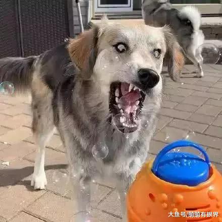 听说这货是二哈和金毛的混血，来细品一下这沙雕清奇的画风