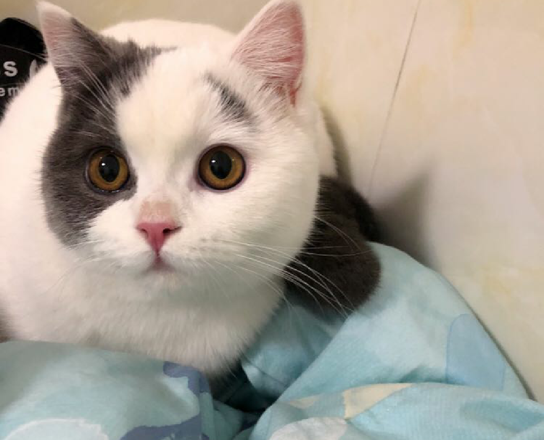 我家猫咪两三事, 拜托, 小猫咪要不要这么可爱