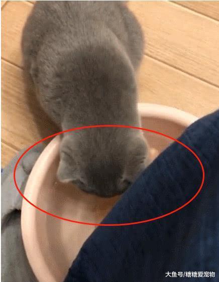 蓝猫喝了口主人的洗脚水, 结果它的反应笑喷了: 恩? 咋有点头晕呢