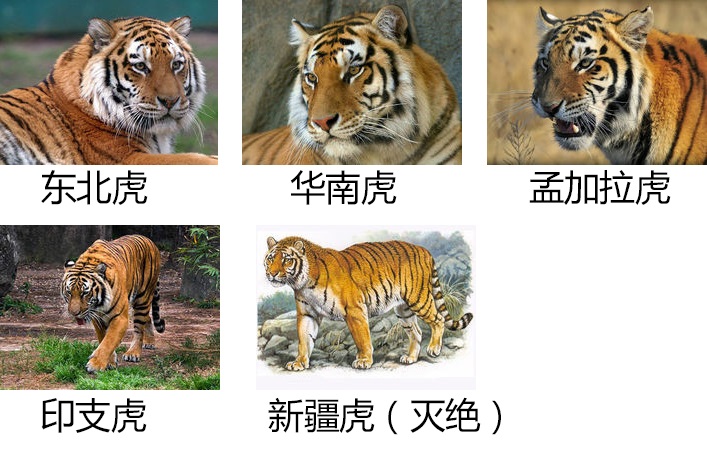 50年代湖南的“百虎围村”是真是假？能率领百虎的虎王存在吗？