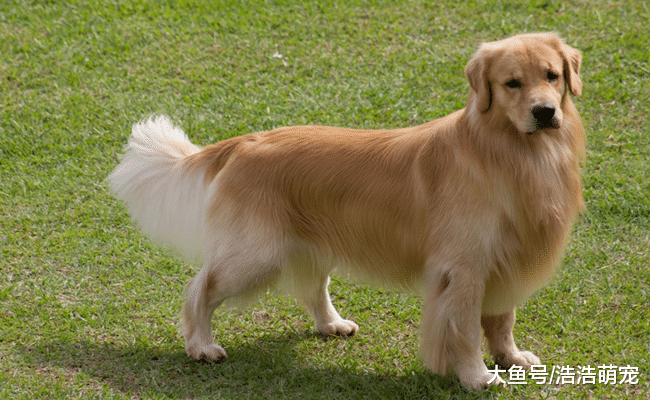 狗狗害不害怕被主人抛弃？网友：当然害怕了！