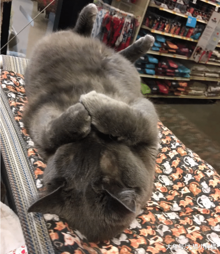 猫咪争宠失败而流浪，7年等待令它不再讨厌小猫，14岁时只想有家