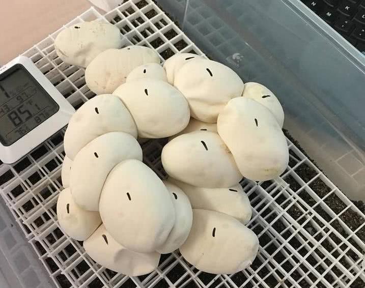 生活中永远“有惊喜”, 这些绝美的图片就是最好的证明