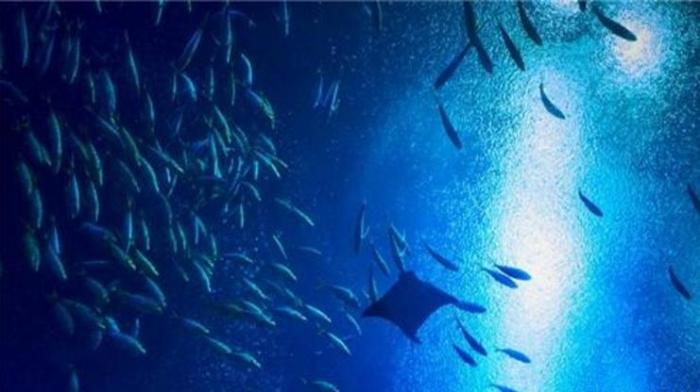 严酷环境也能适合人类生存？偷吸千万吨氧气，冰层下竟有生命