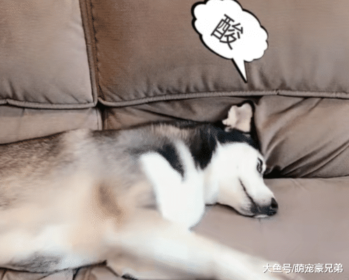 水果太酸想看下哈士奇反应，结果让人爆笑，狗：这是坑狗呀！