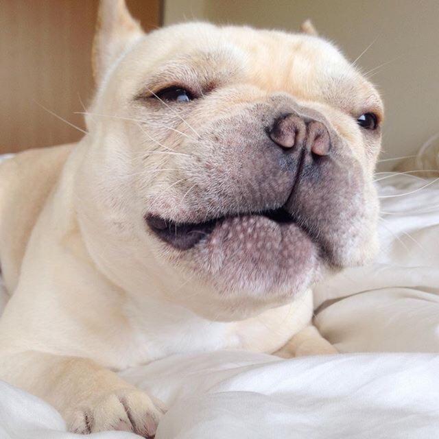 养狗的注意了！这5种行为是狗狗在说：我恨你！