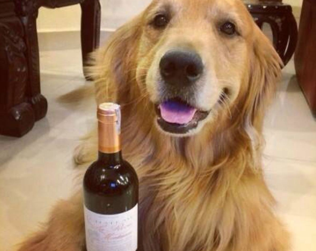 最后一次散步，它卻永遠的睡著了，再也沒有醒來。