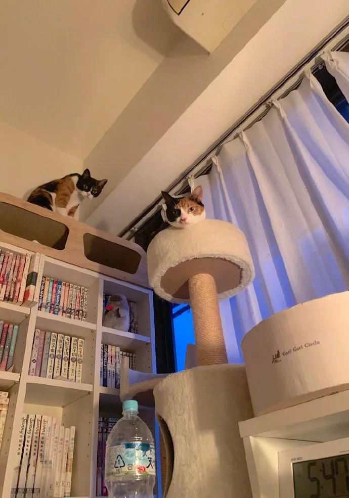 把猫咪放去寄养服务，结果发生了这样的一幕