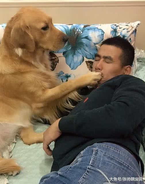 金毛爪子一股怪味，遭到主人的嫌弃，结果狗子的举动真是成精了！