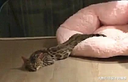 猫咪被蟒蛇吞的只剩了个头，主人一激灵走前一看：水蛇腰？