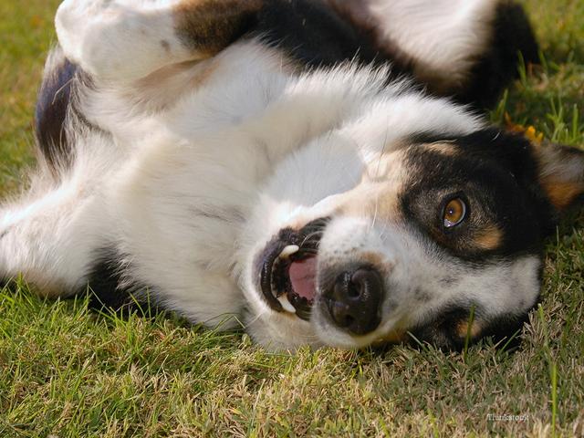 狗狗打喷嚏？可能是表示欢迎，也有可能是有病