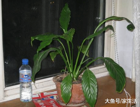 为什么老花农养花都不买肥料? 问完他原因, 后悔没早知道