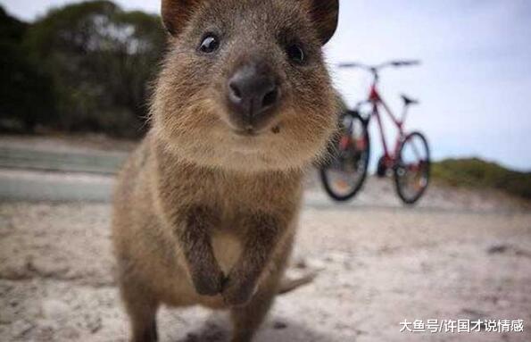 大自然中的神奇动物，天生自带表情包，娃娃鱼在它面前甘拜下风！