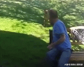 狗狗的记忆力有多强，不多，也就是一辈子的时间吧