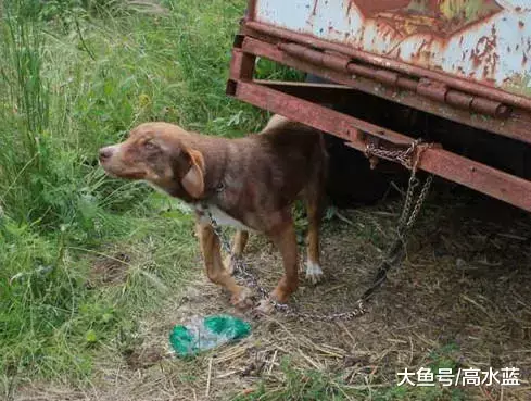狗狗被铁链拴了十天 主人谎称它有传染病 因此无人敢靠近 情况危急