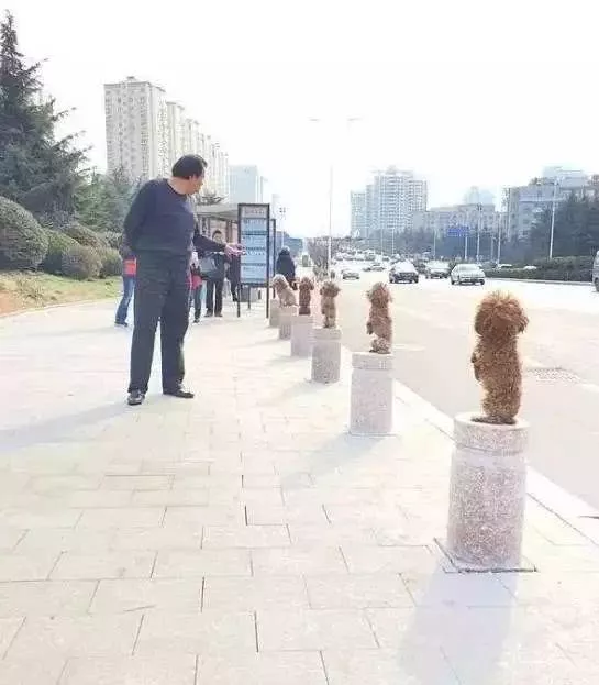 靠狗狗站立来博眼球的博主，都应该拉黑、取关！