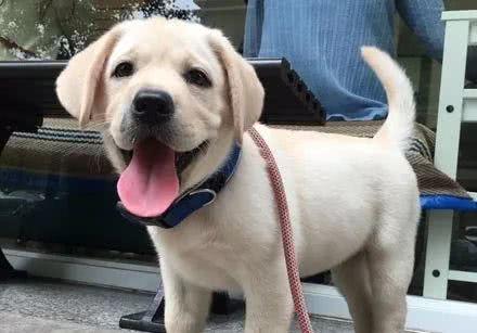 拉拉从4斤一路飙到90斤，而医生解释：它连呼吸都胖！