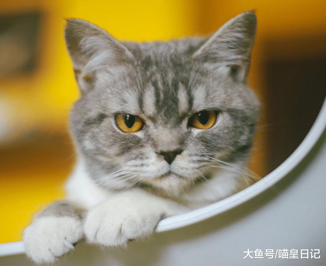 喵星人容易發胖的三個原因，最后一個連鏟屎官也沒有辦法！