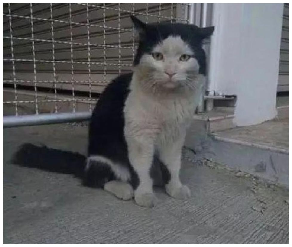 猫咪变成了“矿业人员”回家, 它的颜值不复从前, 脸上写满故事感