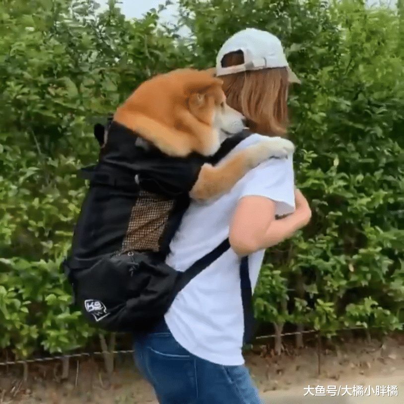 宠主背着柴犬去散步，路人投来异样目光，真相却不是为了哗众取宠