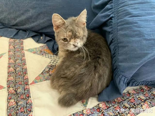天生“特别”的猫咪被主人抛弃，凭借着乐观心态，再次过上好日子