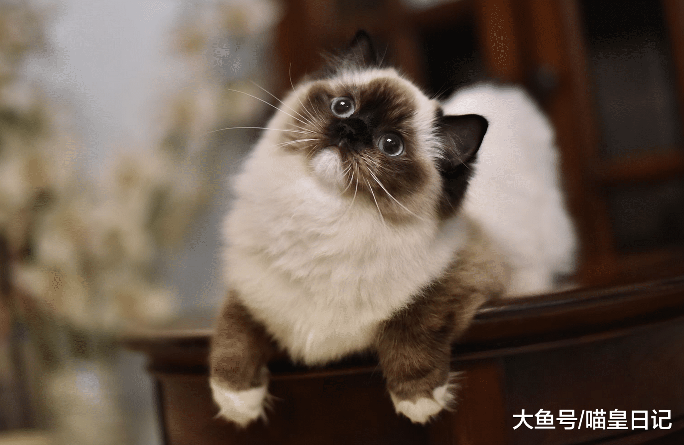 铲屎官多做这四件事，喵星人会一天比一天更快乐！你有做过吗？