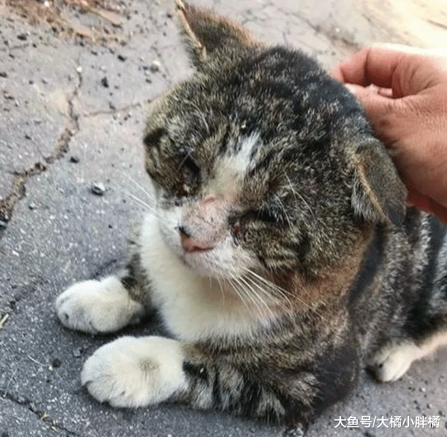 老猫流浪多年害怕人类，却被女孩的温柔打动，生病后再次找到女孩