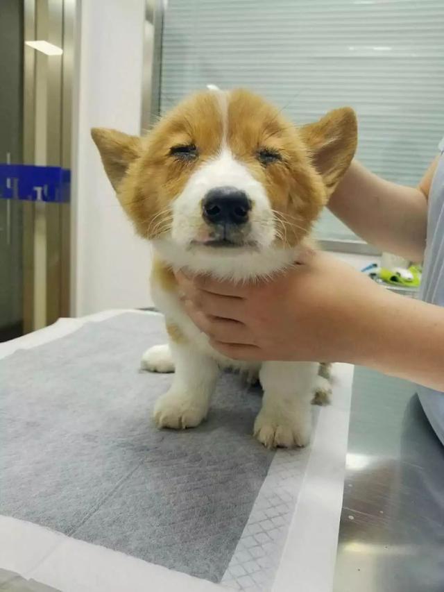 怎么養狗不生病？別買一針疫苗狗，少喂骨頭，買除濕機多梳毛